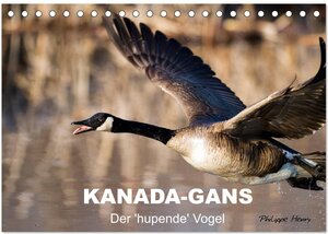 Buchcover KANADA-GANS - Der 'hupende' Vogel (Tischkalender 2025 DIN A5 quer), CALVENDO Monatskalender | Philippe Henry | EAN 9783435732234 | ISBN 3-435-73223-7 | ISBN 978-3-435-73223-4