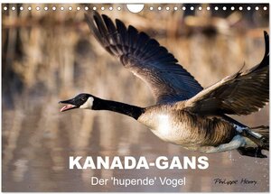 Buchcover KANADA-GANS - Der 'hupende' Vogel (Wandkalender 2025 DIN A4 quer), CALVENDO Monatskalender | Philippe Henry | EAN 9783435733378 | ISBN 3-435-73337-3 | ISBN 978-3-435-73337-8