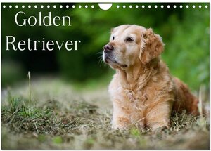 Buchcover Golden Retriever (Wandkalender 2025 DIN A4 quer), CALVENDO Monatskalender | Nicole Noack | EAN 9783435744107 | ISBN 3-435-74410-3 | ISBN 978-3-435-74410-7