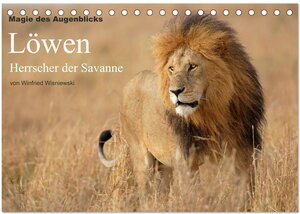 Buchcover Magie des Augenblicks - Löwen - Herrscher der Savanne (Tischkalender 2025 DIN A5 quer), CALVENDO Monatskalender | Winfried Wisniewski | EAN 9783435754311 | ISBN 3-435-75431-1 | ISBN 978-3-435-75431-1