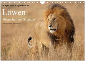 Buchcover Magie des Augenblicks - Löwen - Herrscher der Savanne (Wandkalender 2025 DIN A4 quer), CALVENDO Monatskalender | Winfried Wisniewski | EAN 9783435756957 | ISBN 3-435-75695-0 | ISBN 978-3-435-75695-7