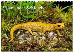 Buchcover Salamander und Molche (Wandkalender 2025 DIN A3 quer), CALVENDO Monatskalender | Benny Trapp | EAN 9783435772322 | ISBN 3-435-77232-8 | ISBN 978-3-435-77232-2