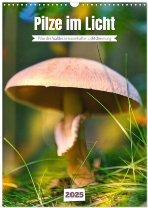 Buchcover Pilze im Licht (Wandkalender 2025 DIN A3 hoch), CALVENDO Monatskalender | Torsten Irmer | EAN 9783435846290 | ISBN 3-435-84629-1 | ISBN 978-3-435-84629-0