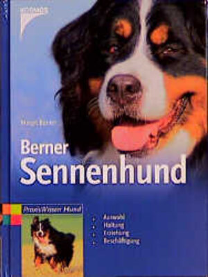 Berner Sennenhund: Auswahl, Haltung, Erziehung, Beschäftigung