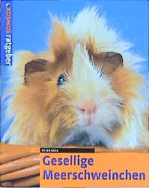 Gesellige Meerschweinchen