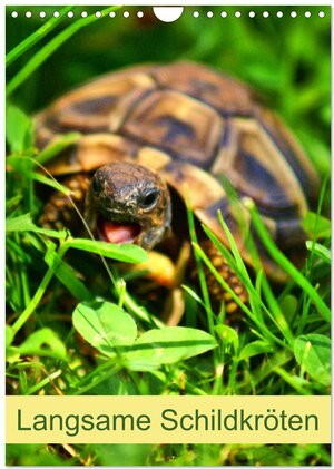 Buchcover Langsame Schildkröten (Wandkalender 2025 DIN A4 hoch), CALVENDO Monatskalender | Kattobello Kattobello | EAN 9783457004876 | ISBN 3-457-00487-0 | ISBN 978-3-457-00487-6