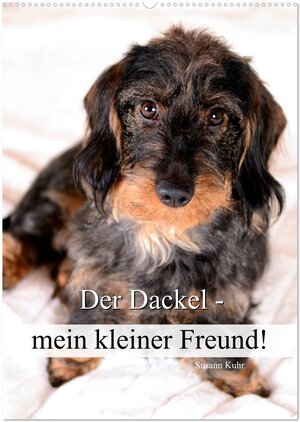 Buchcover Der Dackel - mein kleiner Freund (Wandkalender 2025 DIN A2 hoch), CALVENDO Monatskalender | Susann Kuhr | EAN 9783457013779 | ISBN 3-457-01377-2 | ISBN 978-3-457-01377-9