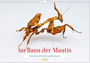 Buchcover Im Bann der Mantis (Wandkalender 2026 DIN A4 quer), CALVENDO Monatskalender | Roland Brack | EAN 9783457246375 | ISBN 3-457-24637-8 | ISBN 978-3-457-24637-5