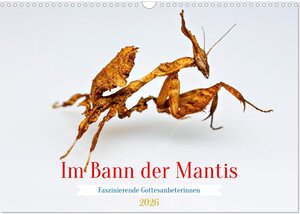 Buchcover Im Bann der Mantis (Wandkalender 2026 DIN A3 quer), CALVENDO Monatskalender | Roland Brack | EAN 9783457246382 | ISBN 3-457-24638-6 | ISBN 978-3-457-24638-2