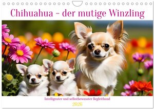 Buchcover Chihuahua - der mutige Winzling (Wandkalender 2026 DIN A4 quer), CALVENDO Monatskalender | Claudia Kleemann | EAN 9783457249048 | ISBN 3-457-24904-0 | ISBN 978-3-457-24904-8