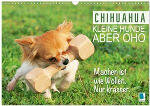 Buchcover Chihuahua: Kleine Hunde, aber oho (Wandkalender 2026 DIN A3 quer), CALVENDO Monatskalender | CALVENDO CALVENDO | EAN 9783457382400 | ISBN 3-457-38240-9 | ISBN 978-3-457-38240-0
