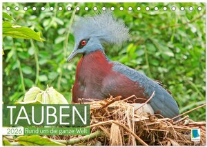 Buchcover Tauben rund um die ganze Welt (Tischkalender 2026 DIN A5 quer), CALVENDO Monatskalender | CALVENDO CALVENDO | EAN 9783457462263 | ISBN 3-457-46226-7 | ISBN 978-3-457-46226-3