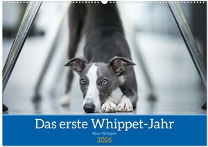 Buchcover Das erste Whippet-Jahr (Wandkalender 2026 DIN A2 quer), CALVENDO Monatskalender | Nicola Kassat Fotografie | EAN 9783457627884 | ISBN 3-457-62788-6 | ISBN 978-3-457-62788-4