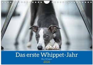 Buchcover Das erste Whippet-Jahr (Wandkalender 2026 DIN A4 quer), CALVENDO Monatskalender | Nicola Kassat Fotografie | EAN 9783457628591 | ISBN 3-457-62859-9 | ISBN 978-3-457-62859-1