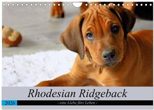 Buchcover Rhodesian Ridgeback - eine Liebe fürs Leben (Wandkalender 2026 DIN A4 quer), CALVENDO Monatskalender | Dagmar Behrens | EAN 9783457883808 | ISBN 3-457-88380-7 | ISBN 978-3-457-88380-8