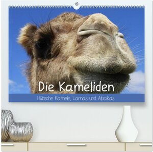 Buchcover Die Kameliden. Hübsche Kamele, Lamas und Alpakas (hochwertiger Premium Wandkalender 2026 DIN A2 quer), Kunstdruck in Hochglanz | Elisabeth Stanzer | EAN 9783457958407 | ISBN 3-457-95840-8 | ISBN 978-3-457-95840-7