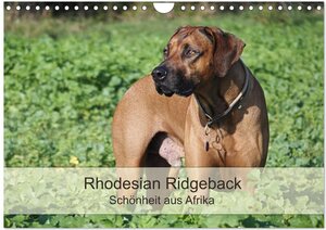 Buchcover Rhodesian Ridgeback Schönheit aus Afrika (Wandkalender 2026 DIN A4 quer), CALVENDO Monatskalender | Birgit Bodsch | EAN 9783457959275 | ISBN 3-457-95927-7 | ISBN 978-3-457-95927-5