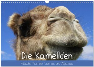 Buchcover Die Kameliden. Hübsche Kamele, Lamas und Alpakas (Wandkalender 2026 DIN A3 quer), CALVENDO Monatskalender | Elisabeth Stanzer | EAN 9783457959404 | ISBN 3-457-95940-4 | ISBN 978-3-457-95940-4