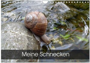 Buchcover Meine Schnecken (Wandkalender 2026 DIN A4 quer), CALVENDO Monatskalender | Elken Schlüfter | EAN 9783457960004 | ISBN 3-457-96000-3 | ISBN 978-3-457-96000-4