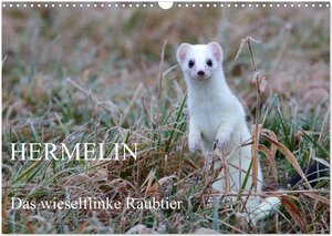Buchcover Hermelin - das wieselflinke Raubtier (Wandkalender 2026 DIN A3 quer), CALVENDO Monatskalender | Günter Bachmeier | EAN 9783457968017 | ISBN 3-457-96801-2 | ISBN 978-3-457-96801-7