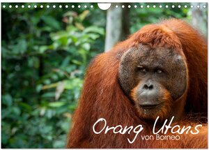 Buchcover Orang Utans von Borneo Tierkalender 2026 (Wandkalender 2026 DIN A4 quer), CALVENDO Monatskalender | Attila Arndt | EAN 9783457970140 | ISBN 3-457-97014-9 | ISBN 978-3-457-97014-0
