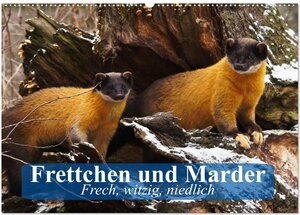 Buchcover Frettchen und Marder. Frech, witzig, niedlich (Wandkalender 2026 DIN A2 quer), CALVENDO Monatskalender | Elisabeth Stanzer | EAN 9783457984291 | ISBN 3-457-98429-8 | ISBN 978-3-457-98429-1