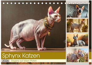 Buchcover Sphinx Katzen. Eleganz auf leisen Pfoten (Tischkalender 2026 DIN A5 quer), CALVENDO Monatskalender | Rose Hurley | EAN 9783457991459 | ISBN 3-457-99145-6 | ISBN 978-3-457-99145-9