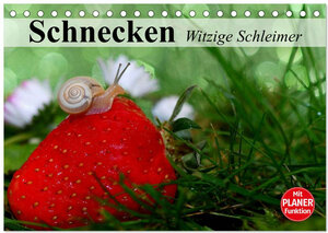 Buchcover Schnecken. Witzige Schleimer (Tischkalender 2026 DIN A5 quer), CALVENDO Monatskalender | Elisabeth Stanzer | EAN 9783457995341 | ISBN 3-457-99534-6 | ISBN 978-3-457-99534-1