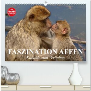 Buchcover Faszination Affen. Kobolde zum Verlieben (hochwertiger Premium Wandkalender 2026 DIN A2 quer), Kunstdruck in Hochglanz | Elisabeth Stanzer | EAN 9783457996003 | ISBN 3-457-99600-8 | ISBN 978-3-457-99600-3