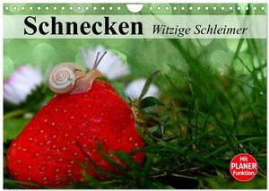 Buchcover Schnecken. Witzige Schleimer (Wandkalender 2026 DIN A4 quer), CALVENDO Monatskalender | Elisabeth Stanzer | EAN 9783457996782 | ISBN 3-457-99678-4 | ISBN 978-3-457-99678-2