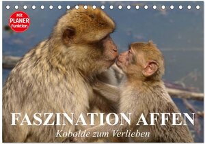 Buchcover Faszination Affen. Kobolde zum Verlieben (Tischkalender 2026 DIN A5 quer), CALVENDO Monatskalender | Elisabeth Stanzer | EAN 9783457997079 | ISBN 3-457-99707-1 | ISBN 978-3-457-99707-9