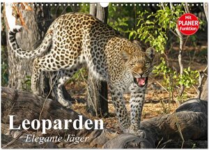 Buchcover Leoparden. Elegante Jäger (Wandkalender 2026 DIN A3 quer), CALVENDO Monatskalender | Elisabeth Stanzer | EAN 9783457997918 | ISBN 3-457-99791-8 | ISBN 978-3-457-99791-8