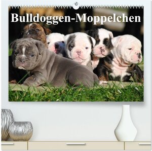 Buchcover Bulldoggen-Moppelchen (hochwertiger Premium Wandkalender 2026 DIN A2 quer), Kunstdruck in Hochglanz | Elisabeth Stanzer | EAN 9783457998465 | ISBN 3-457-99846-9 | ISBN 978-3-457-99846-5
