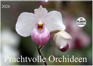 Buchcover Prachtvolle Orchideen (Wandkalender 2026 DIN A2 quer), CALVENDO Monatskalender | SchnelleWelten SchnelleWelten | EAN 9783457998601 | ISBN 3-457-99860-4 | ISBN 978-3-457-99860-1