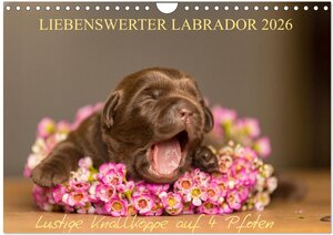 Buchcover Liebenswerter Labrador 2026 (Wandkalender 2026 DIN A4 quer), CALVENDO Monatskalender | Annett Mirsberger | EAN 9783457998854 | ISBN 3-457-99885-X | ISBN 978-3-457-99885-4