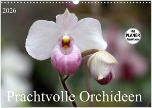 Buchcover Prachtvolle Orchideen (Wandkalender 2026 DIN A3 quer), CALVENDO Monatskalender | SchnelleWelten SchnelleWelten | EAN 9783457998977 | ISBN 3-457-99897-3 | ISBN 978-3-457-99897-7