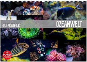 Buchcover Die Farben der Ozeanwelt (Wandkalender 2026 DIN A2 quer), CALVENDO Monatskalender | Dirk Meutzner | EAN 9783457999615 | ISBN 3-457-99961-9 | ISBN 978-3-457-99961-5