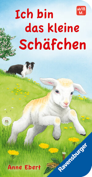 Buchcover Ich bin das kleine Schäfchen | Hannelore Dierks | EAN 9783473418220 | ISBN 3-473-41822-6 | ISBN 978-3-473-41822-0