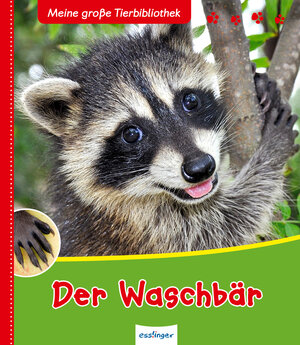 Buchcover Meine große Tierbibliothek: Der Waschbär | Axel Gutjahr | EAN 9783480232284 | ISBN 3-480-23228-0 | ISBN 978-3-480-23228-4