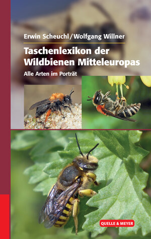 Buchcover Taschenlexikon der Wildbienen Mitteleuropas | Erwin Scheuchl | EAN 9783494016535 | ISBN 3-494-01653-4 | ISBN 978-3-494-01653-5