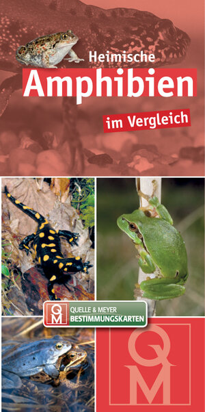 Buchcover Heimische Amphibien im Vergleich  | EAN 9783494016801 | ISBN 3-494-01680-1 | ISBN 978-3-494-01680-1