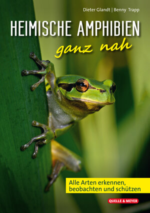 Buchcover Heimische Amphibien ganz nah | Dieter Glandt | EAN 9783494019321 | ISBN 3-494-01932-0 | ISBN 978-3-494-01932-1