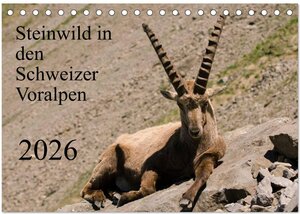 Buchcover Steinwild in den Schweizer Voralpen (Tischkalender 2026 DIN A5 quer), CALVENDO Monatskalender | Norbert W. Saul | EAN 9783516000276 | ISBN 3-516-00027-9 | ISBN 978-3-516-00027-6