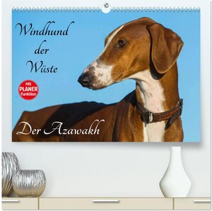 Buchcover Windhund der Wüste - Der Azawakh (hochwertiger Premium Wandkalender 2026 DIN A2 quer), Kunstdruck in Hochglanz | Sigrid Starick | EAN 9783516002850 | ISBN 3-516-00285-9 | ISBN 978-3-516-00285-0