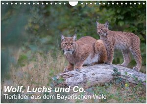 Buchcover Wolf, Luchs und Co. - Tierbilder aus dem Bayerischen Wald (Wandkalender 2026 DIN A4 quer), CALVENDO Monatskalender | Klaus Buchmann, www.klaus-buchmann.de | EAN 9783516006131 | ISBN 3-516-00613-7 | ISBN 978-3-516-00613-1