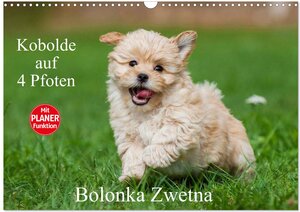 Buchcover Kobolde auf 4 Pfoten - Bolonka Zwetna (Wandkalender 2026 DIN A3 quer), CALVENDO Monatskalender | Sigrid Starick | EAN 9783516008135 | ISBN 3-516-00813-X | ISBN 978-3-516-00813-5