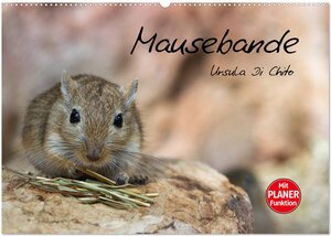 Buchcover Mausebande (Wandkalender 2026 DIN A2 quer), CALVENDO Monatskalender | Ursula Di Chito | EAN 9783516010244 | ISBN 3-516-01024-X | ISBN 978-3-516-01024-4
