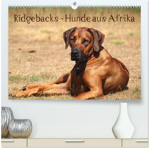 Buchcover Ridgebacks - Hunde aus Afrika (hochwertiger Premium Wandkalender 2026 DIN A2 quer), Kunstdruck in Hochglanz | Birgit Bodsch | EAN 9783516011432 | ISBN 3-516-01143-2 | ISBN 978-3-516-01143-2