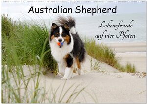 Buchcover Australian Shepherd - Lebensfreude auf vier Pfoten (Wandkalender 2026 DIN A2 quer), CALVENDO Monatskalender | Miriam Nozulak | EAN 9783516013207 | ISBN 3-516-01320-6 | ISBN 978-3-516-01320-7
