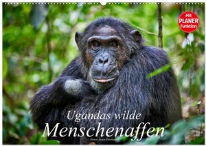 Buchcover Ugandas wilde Menschenaffen (Wandkalender 2026 DIN A2 quer), CALVENDO Monatskalender | Jürgen Ritterbach | EAN 9783516014167 | ISBN 3-516-01416-4 | ISBN 978-3-516-01416-7